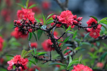 Giống đ&agrave;o Thất Thốn c&ograve;n cho ra hoa k&eacute;p. Trong một thốn đ&agrave;o, c&oacute; thể ra v&agrave;i chục b&ocirc;ng hoa c&ugrave;ng l&uacute;c