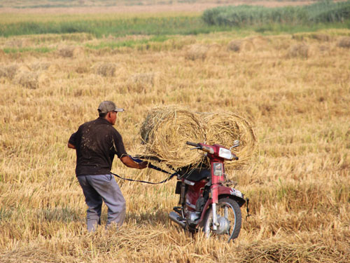 Một bó rơm được thương lái bán ra 35.000 đồng/bó