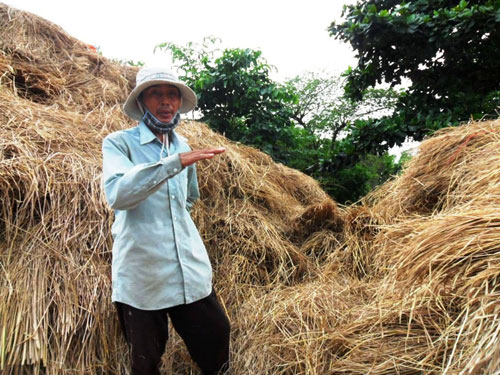 Giành nhau thu mua... rơm rạ