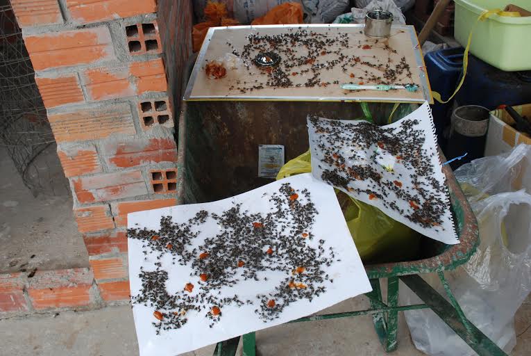 Ruồi ken đặc, sinh hoạt người dân rối loạn