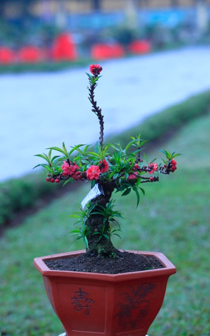 Một c&acirc;y đ&agrave;o tiến vua c&oacute; d&aacute;ng độc