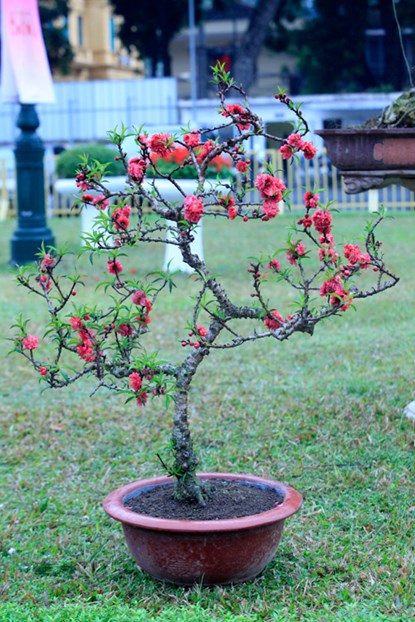 Thất Thốn sống rất thanh bạch, b&oacute;n nhiều chất dinh dưỡng c&acirc;y dễ bị chết, giống n&agrave;y chỉ ưa nước sạch, đất c&agrave;ng cằn hoa c&agrave;ng đẹp v&agrave; thắm sắc.