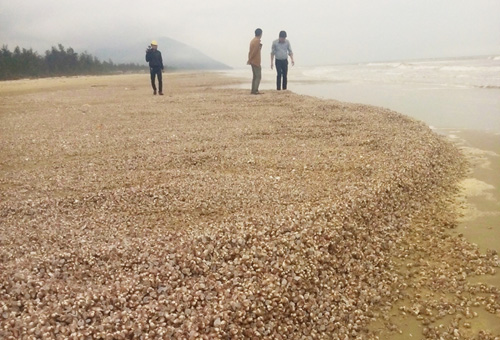 Sò lông, ốc hương dạt vào phủ kín bờ biển