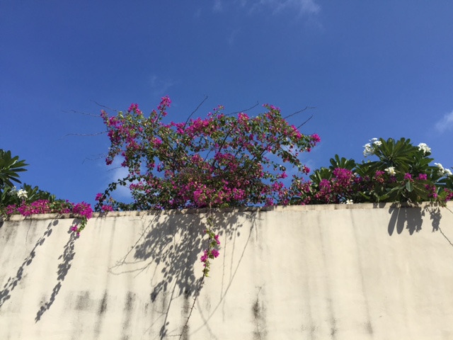 Hoa tr&ecirc;n đảo Song Tử T&acirc;y