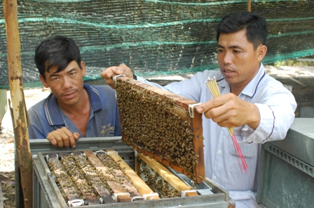 Về Đồng Tháp nuôi ong lấy mật làm giàu