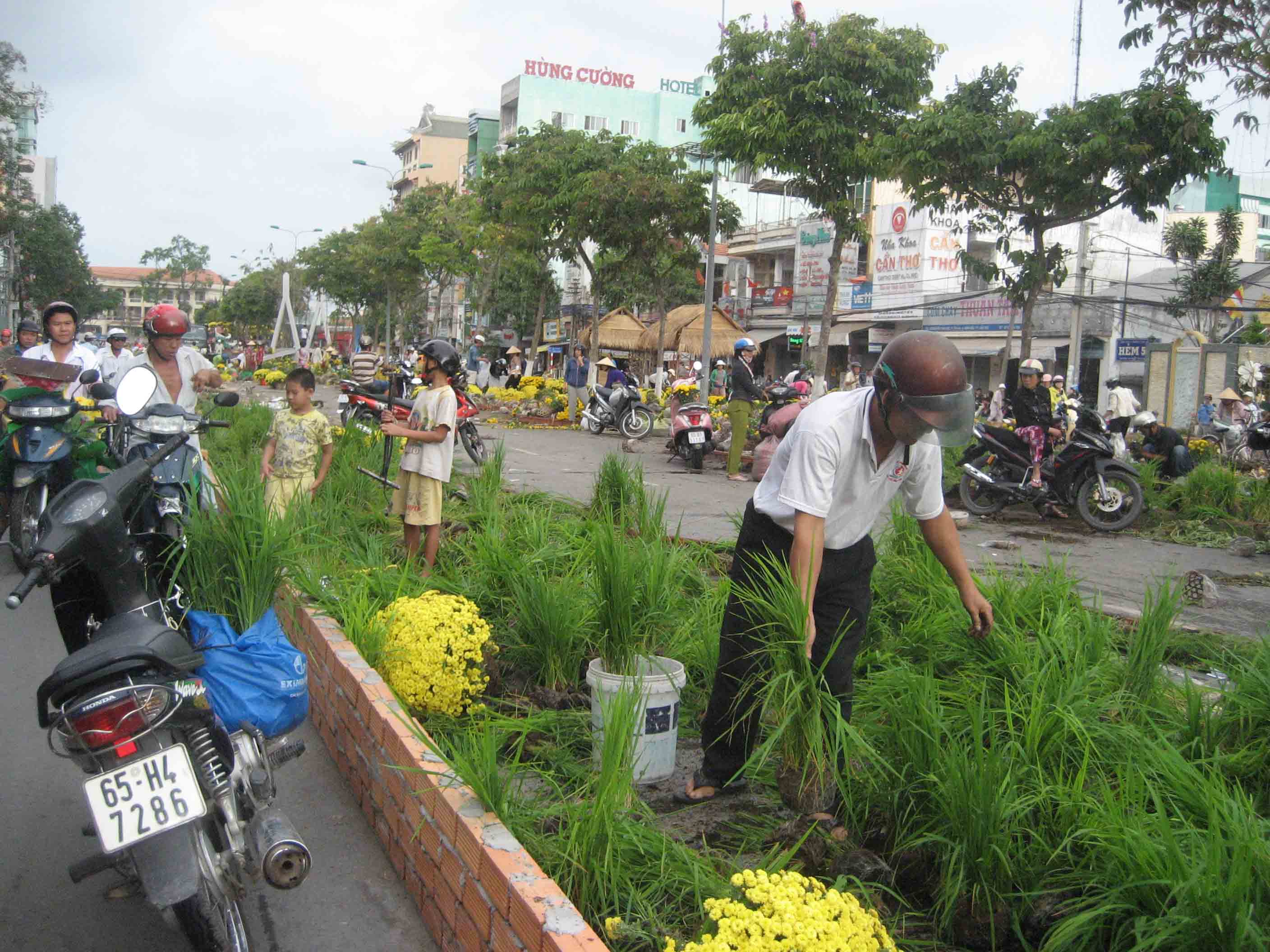 L&uacute;a cũng được nhổ về