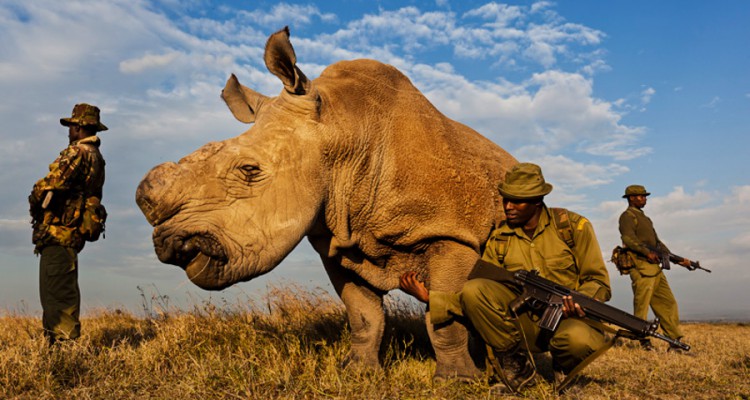 Sudan trong v&ograve;ng v&acirc;y bảo vệ. Ảnh: Carters News