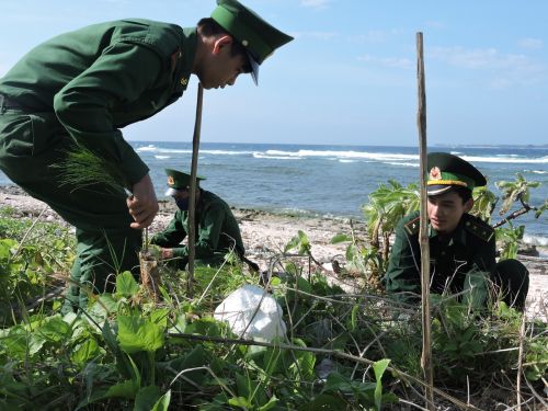Người d&acirc;n v&agrave; chiến sĩ tr&ecirc;n đảo L&yacute; Sơn tham gia trồng cầy