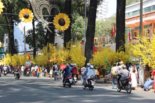 Khắp các tuyến phố tràn ngập hoa mai