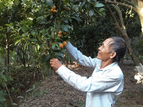 Ông Huỳnh Hiền Lâm với cây thanh trà