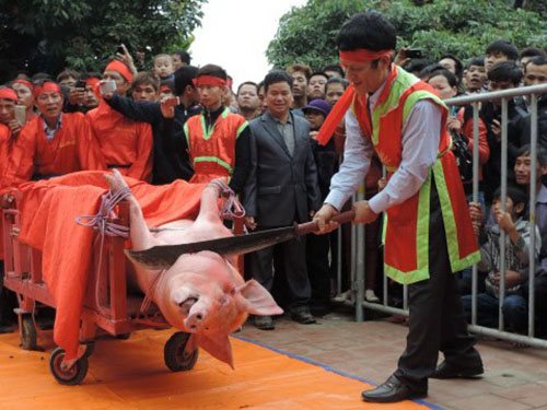 Loay hoay “chém lợn”, “rước lợn”