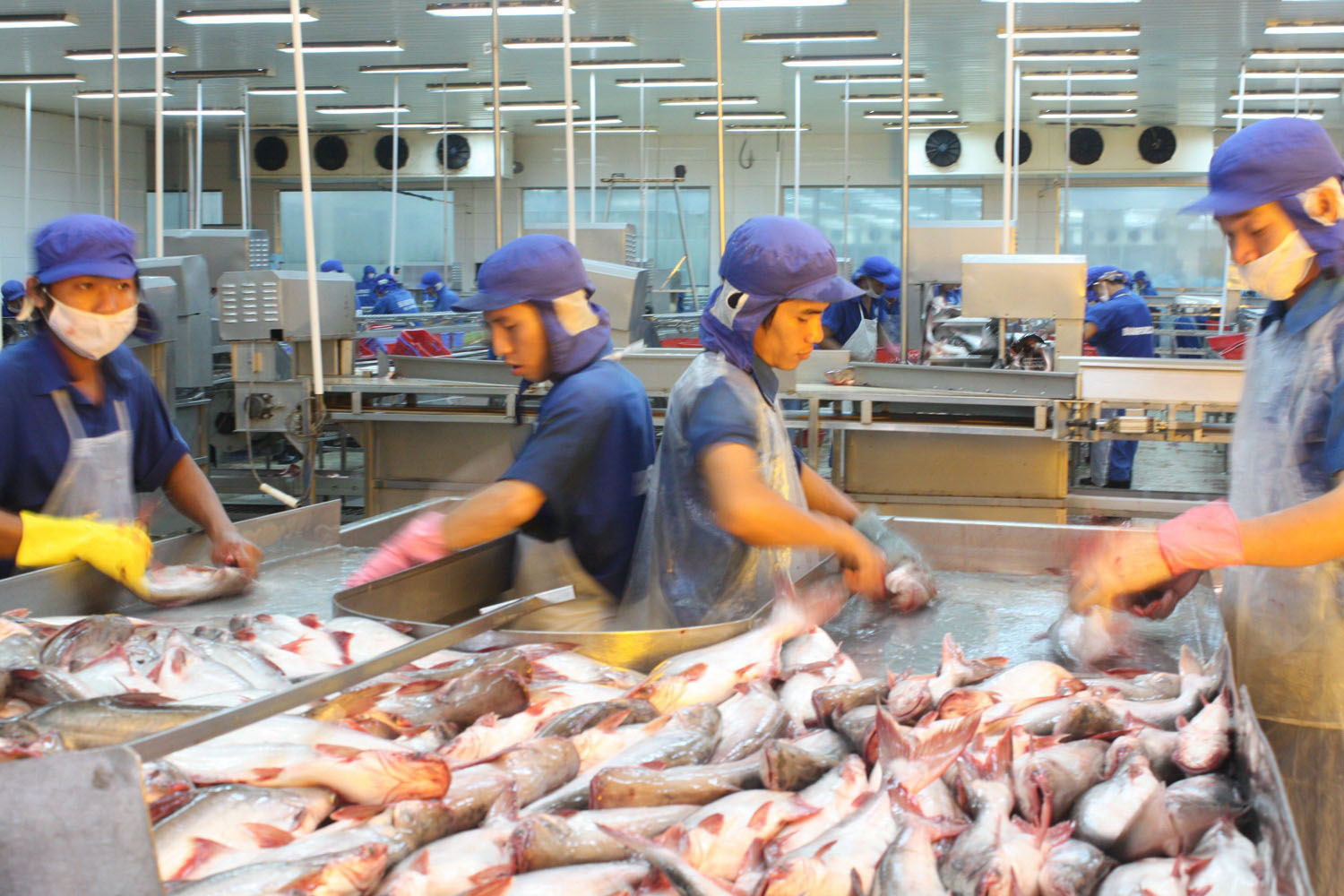 Ngành thủy sản có triển vọng xuất khẩu nhiều hơn vào châu Âu. Trong ảnh: Chế biến cá tra xuất khẩu ở ĐBSCLẢnh: THỐT NỐT
