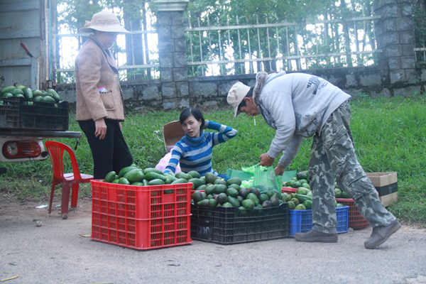 Một điểm thu mua bơ tại Đ&agrave; Lạt