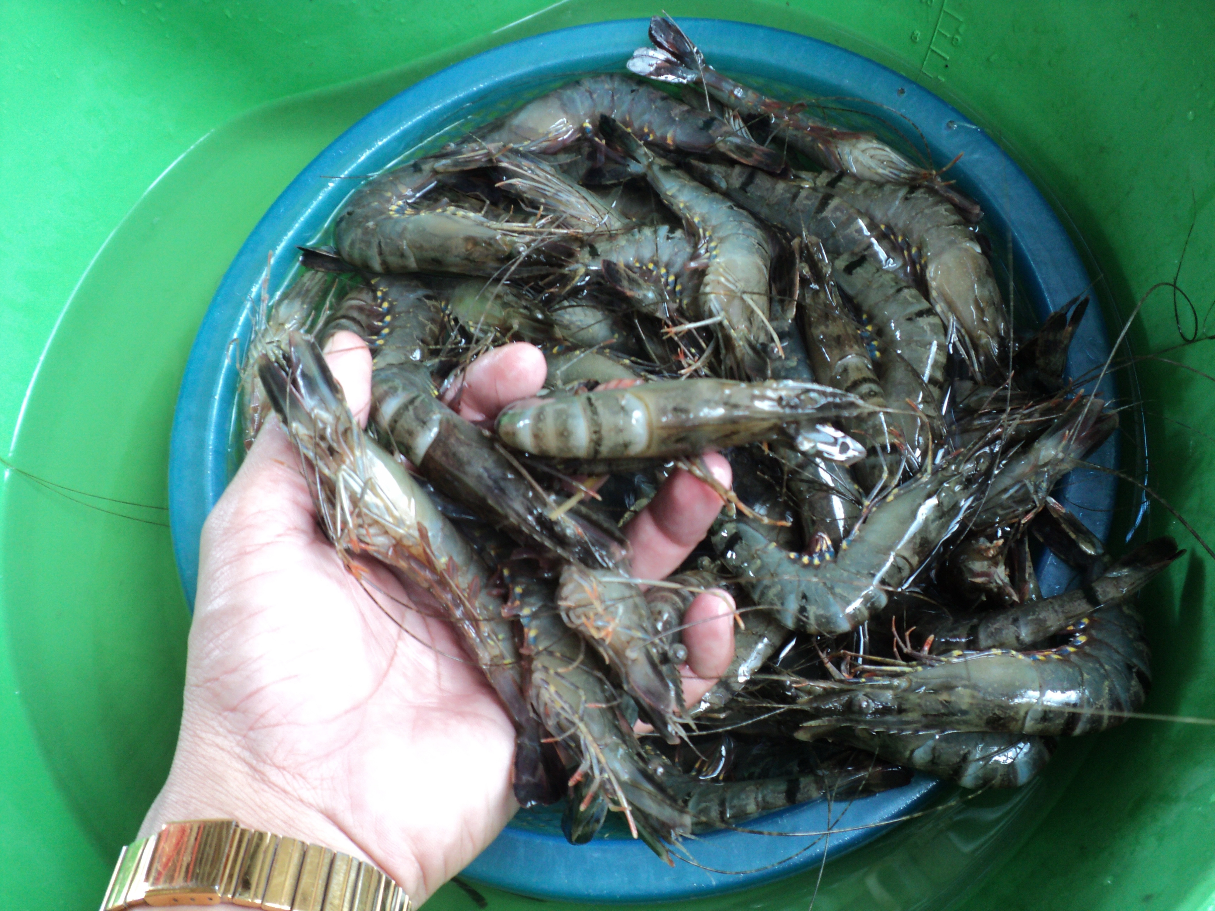 Do ảnh hưởng xuất khẩu, giá tôm nguyên liệu trong nước đang ở mức thấp
Ảnh: Thốt Nốt