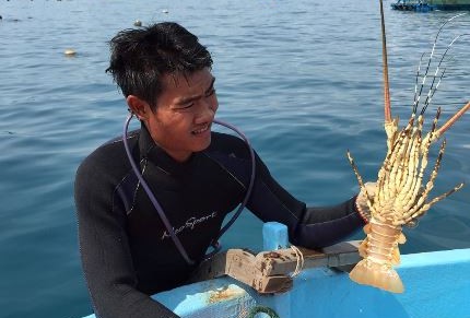 Thương lái Trung Quốc bày trò ép giá tôm hùm