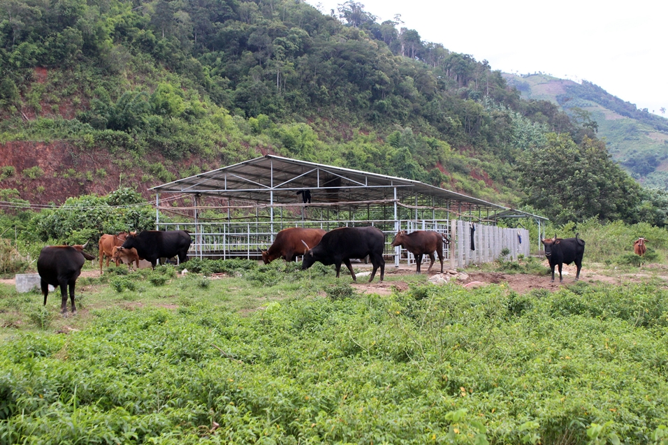 Trang trại b&ograve; t&oacute;t lai với khoảng 20 con được thuần dưỡng