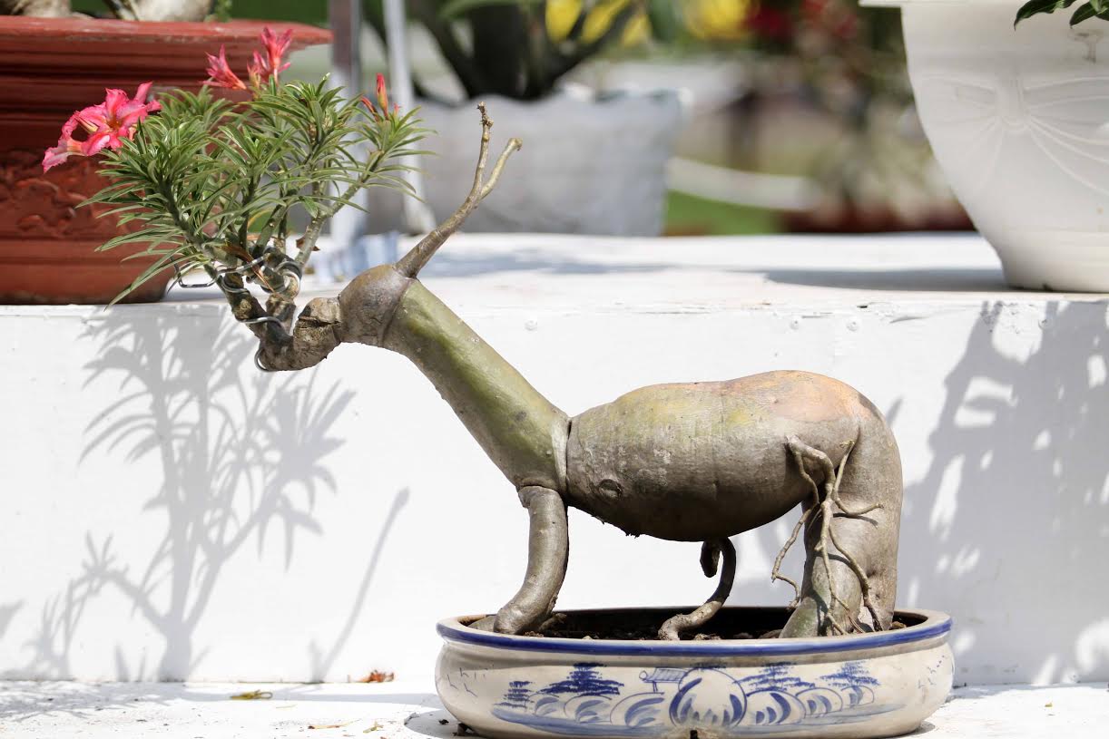 Sứ hình con d&ecirc; đ&ocirc;̣c, lạ