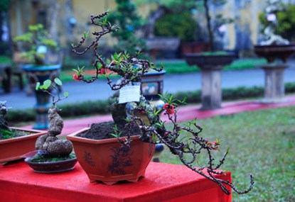 C&acirc;y c&oacute; nhiều b&ocirc;ng th&igrave; ch&oacute;ng t&agrave;n nhưng c&acirc;y c&oacute; &iacute;t b&ocirc;ng th&igrave; lại chơi được l&acirc;u, điều chỉ thấy ở giống hoa qu&yacute;