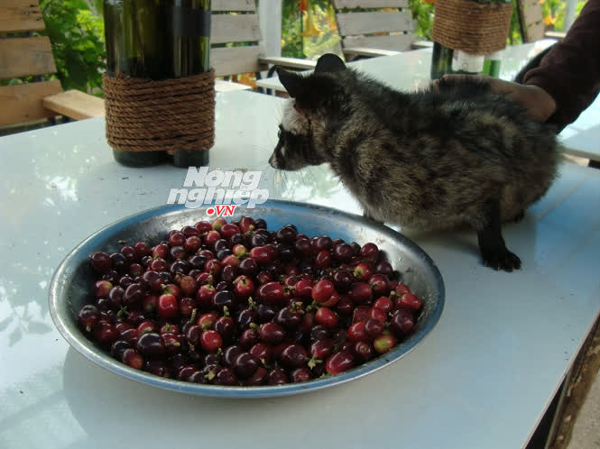 Cà phê arabica Đà Lạt là giống cà phê tốt nhất cho chồn ăn để sản xuất cà phê chồn.
