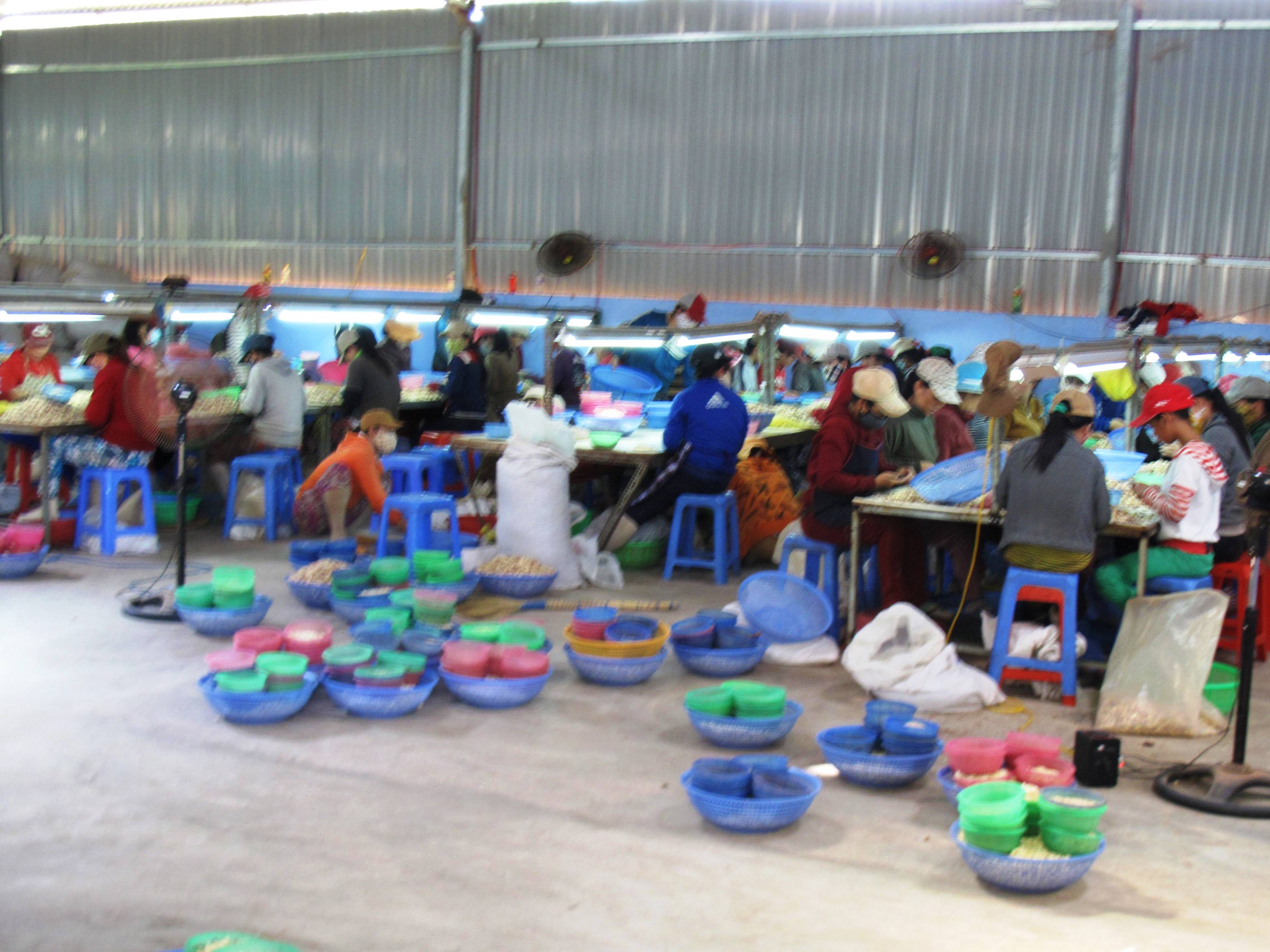 C&ocirc;ng nh&acirc;n vẫn l&agrave;m việc b&igrave;nh thưởng trong xưởng hạt điều tr&aacute;i ph&eacute;p