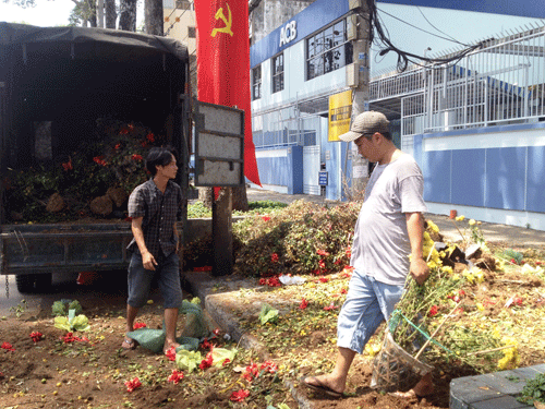 Xác cây mai, đào nhỏ cỏ thể bán lại cho nhà vườn