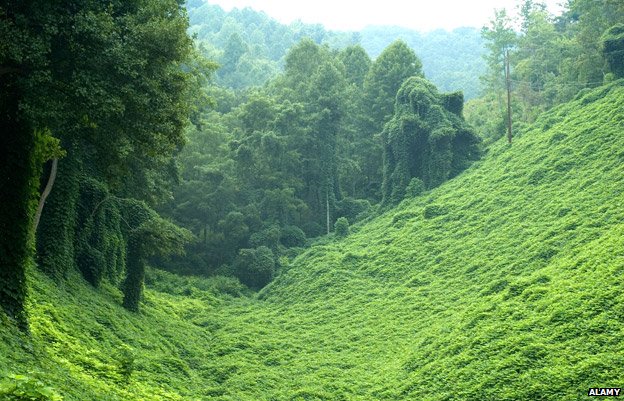 D&ecirc; c&oacute; thể ăn c&acirc;y x&acirc;m lấn ở những khu vực c&oacute; độ dốc cao v&agrave; rừng rậm m&agrave; m&aacute;y m&oacute;c kh&ocirc;ng thể l&agrave;m được. Ảnh: Alamy
