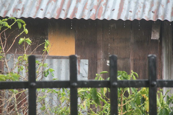 Hụt hẫng vì “cơn mưa vàng”