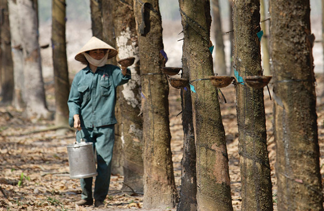 Ám ảnh giá cổ phiếu cao su