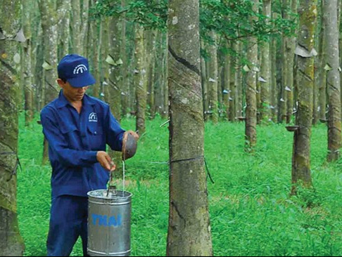 Cao su tự nhiên: Những nỗi đau thời giá giảm
