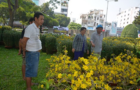 Mùa mai Tết buồn nhiều hơn vui