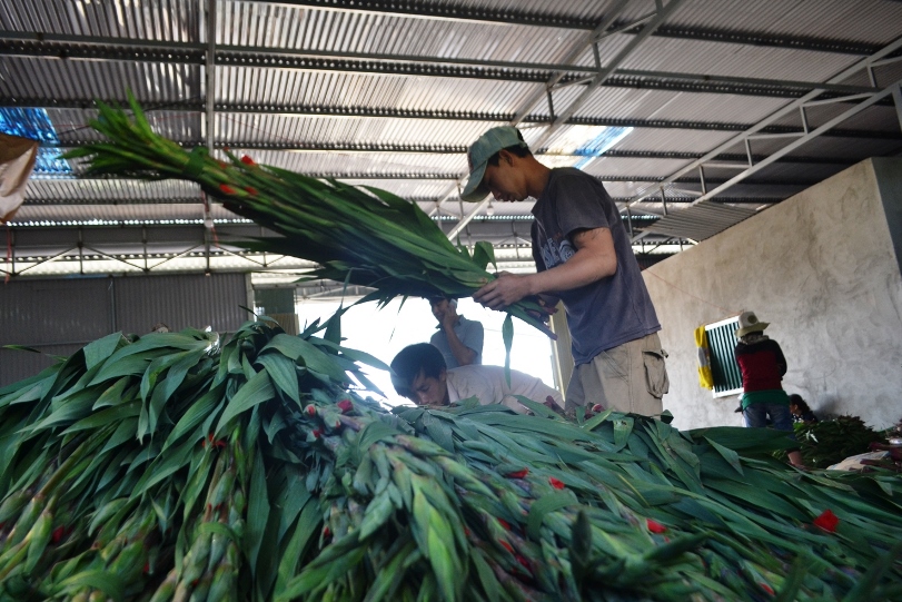 Hoa Tết Đà Lạt tăng giá mạnh