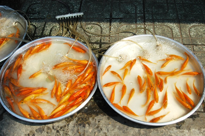 Cá chép đắt hàng trong ngày ông Công, ông Táo