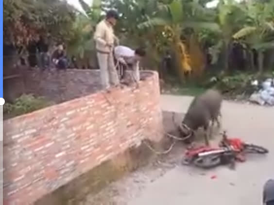 Công an nổ súng hạ trâu điên húc 4 người bị thương