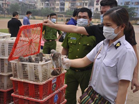 Bắt quả tang vụ nhập lậu 4.000 con chim bồ câu Trung Quốc