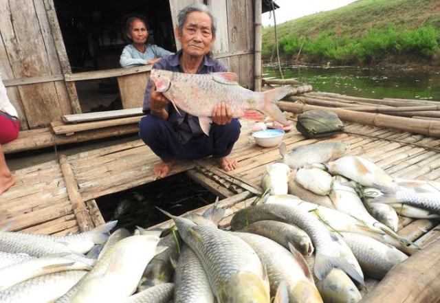 Cá chết hàng loạt trên sông: Nhà máy trả tiền đền bù cho dân