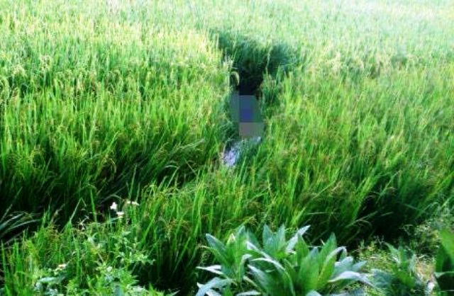 Tối giăng điện bẫy chuột ở ruộng lúa, sáng ra thấy người chết