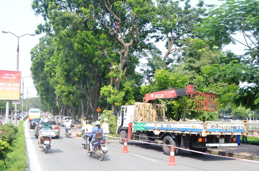 Chuyển 106 cây xanh "nhường" đất cho đường sắt trên cao