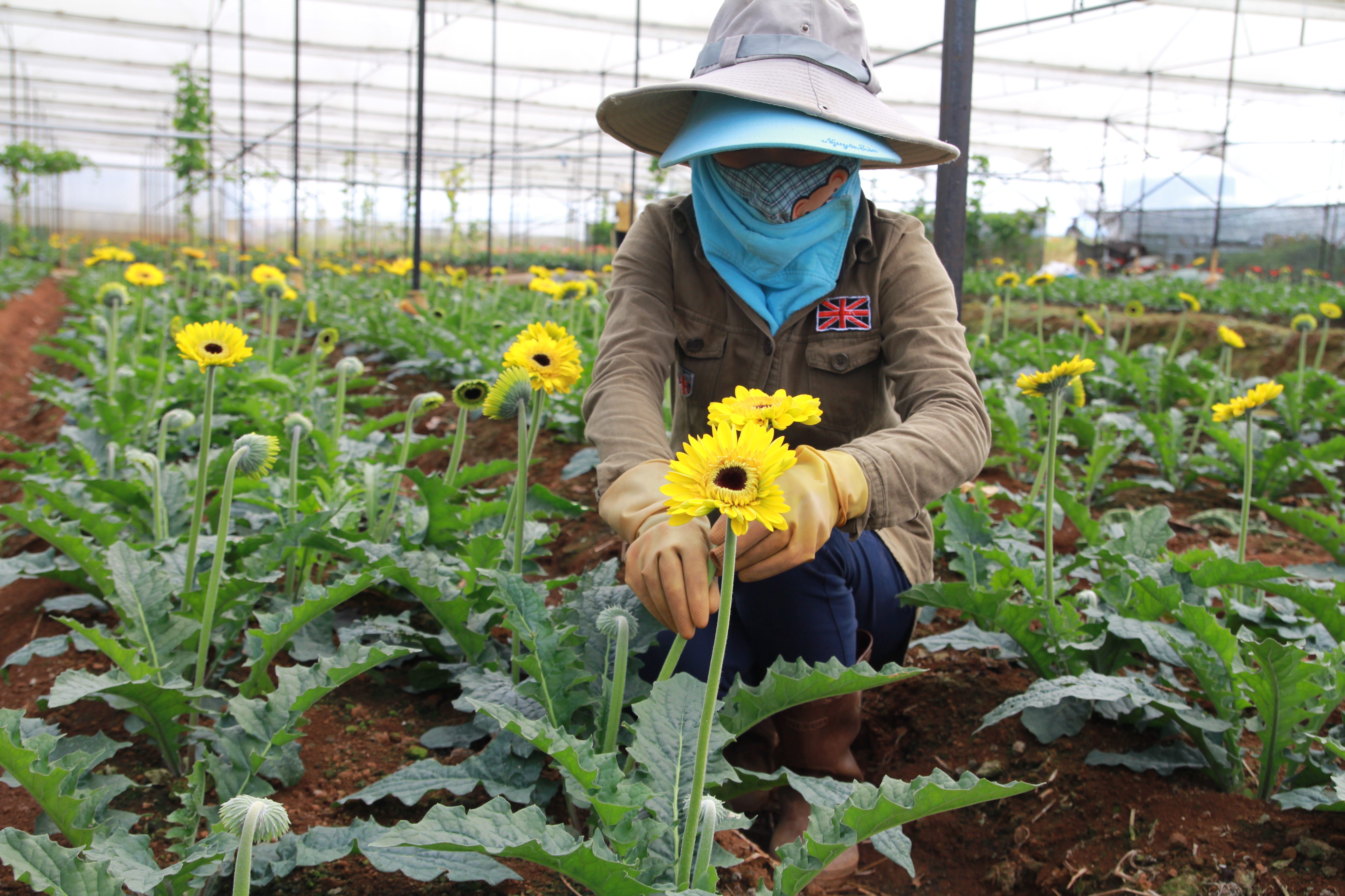
Hoa đồng tiền 70.000 đồng/b&oacute; (50 c&agrave;nh).
