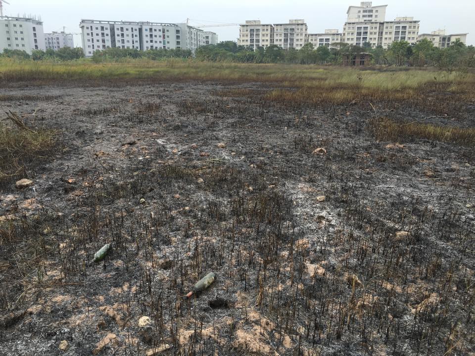 Hàng trăm m2 cỏ lau bị thiêu rụi sau vụ cháy