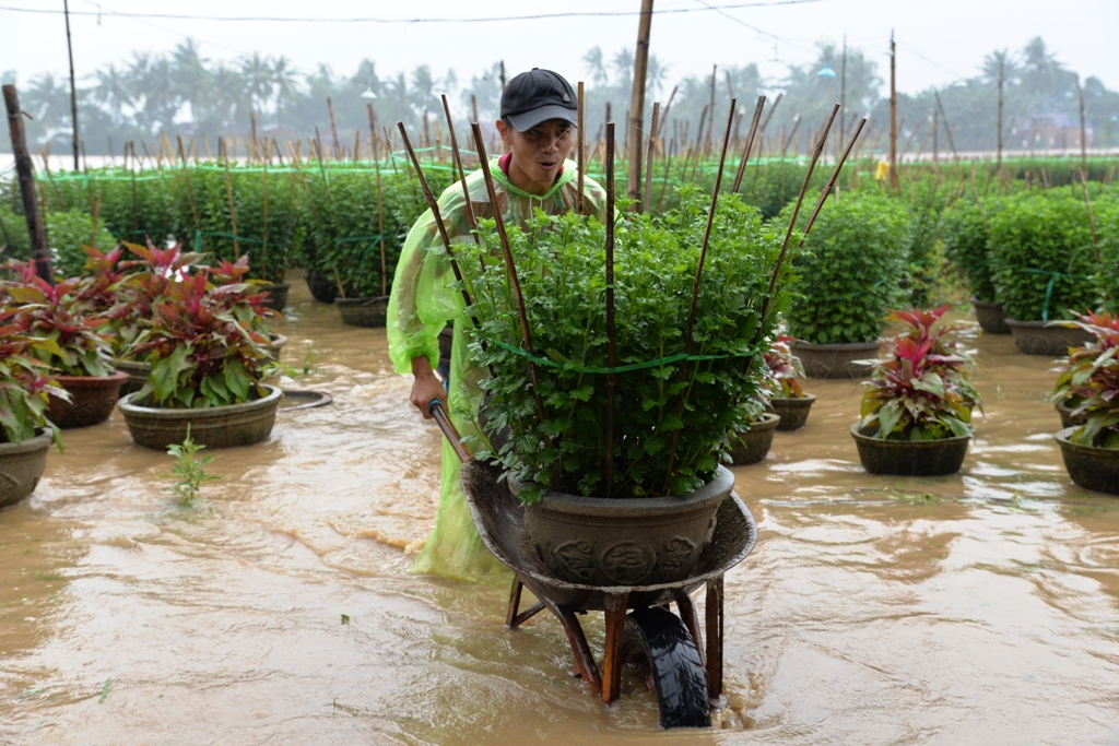 Người dân xã Nghĩa Mỹ, Nghĩa Hiệp (huyện Tư Nghĩa, tỉnh Quảng Ngãi) nỗ lực cứu những chậu hoa cúc chạy lũ. Ảnh: Tử Trực
