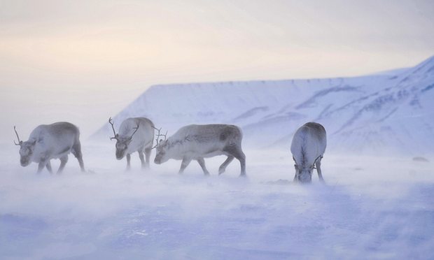 Tuần lộc ăn cỏ tr&ecirc;n chuỗi đảo Svalbard. Ảnh: PA