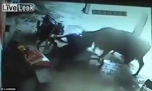 Chú bò xông pha cứu cô gái bị hành quyết