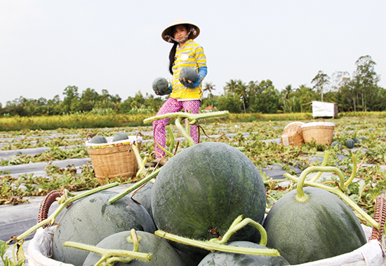 Kiếm bạc triệu trên vùng đất hạn mặn