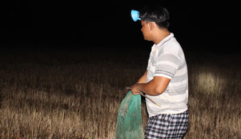 Bồi hồi mùa soi nhái