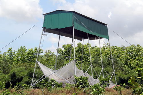 Thu cả trăm triệu từ nuôi dơi