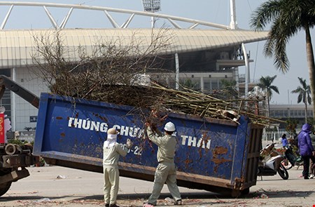 Hà Nội: Đào tết cả triệu bị quăng vào thùng rác