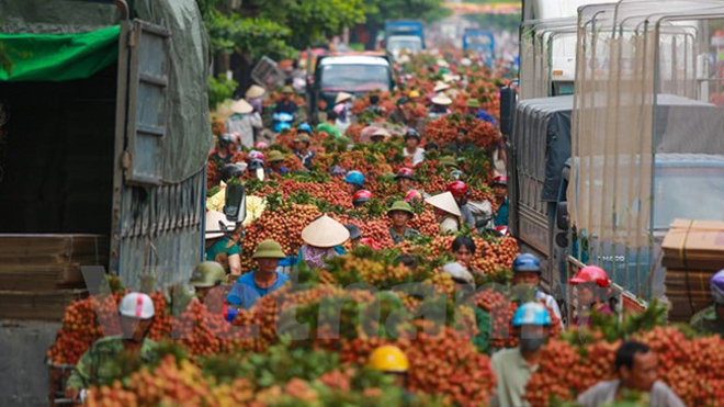 Quốc lộ 31 tắc nghẽn vì thương lái mua trái vải