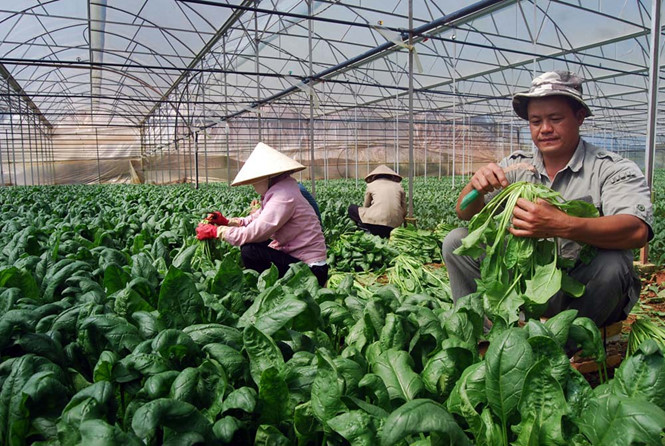 Thủ phủ rau sạch 'thiếu' rau sạch