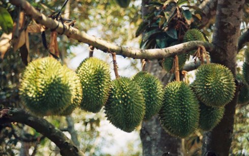 Trồng sầu riêng cho thu nhập trên 1 tỉ đồng/năm