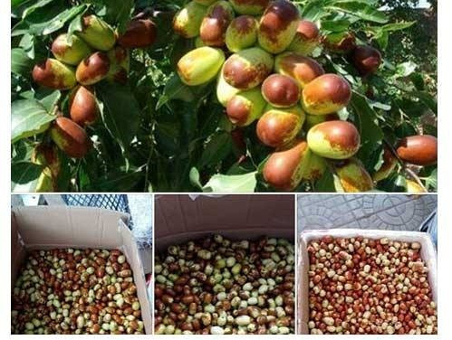 Dân Hà Nội tiêu thụ mạnh táo tàu tươi